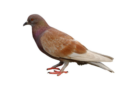 白色背景上与修剪路径隔离棕鸽两座城市鸽站在大理石石上野生鸽子肖像