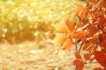 灿烂的叶子在晴朗的秋日