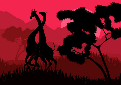 浪漫的长颈鹿夫妇在野外自然景观中奔跑