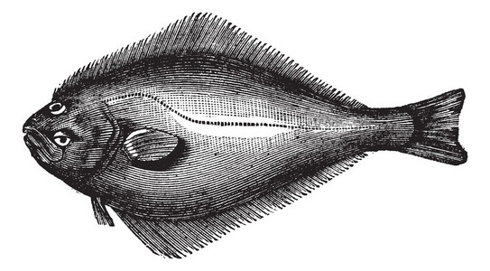 大西洋大比目鱼或河马舌兰复古雕刻