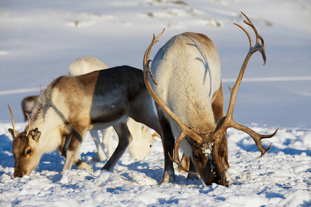 挪威北部特罗姆瑟地区自然环境中的驯鹿放牧