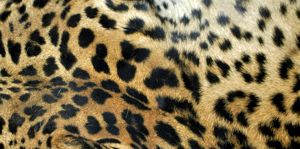 豹 美洲豹，金钱豹，花豹