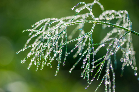 抽象的构成与露水落在植物选择性焦点 副本空间