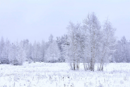 冬季下雪的冷霜冻的早晨景观。森林边缘的冬天自然