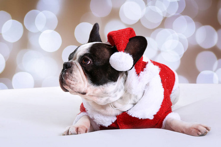 圣诞节法国斗牛犬装扮圣诞老人图片