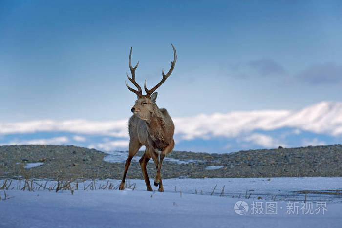 北海道梅花鹿 鹿日本yesoensis 在雪甸 冬山和森林的背景 动物与鹿角在自然栖息地 冬景 北海道 野生动物 自照片 正版商用图片03bif5 摄图新视界