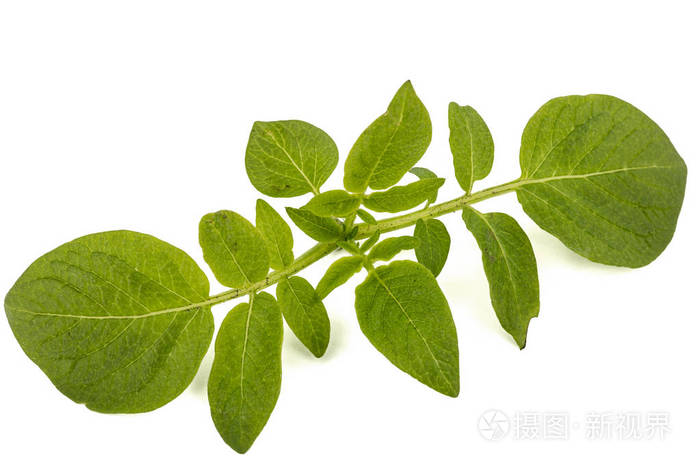 叶子的马铃薯孤立的白色背景