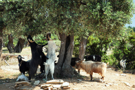 山羊从树上吃橄榄