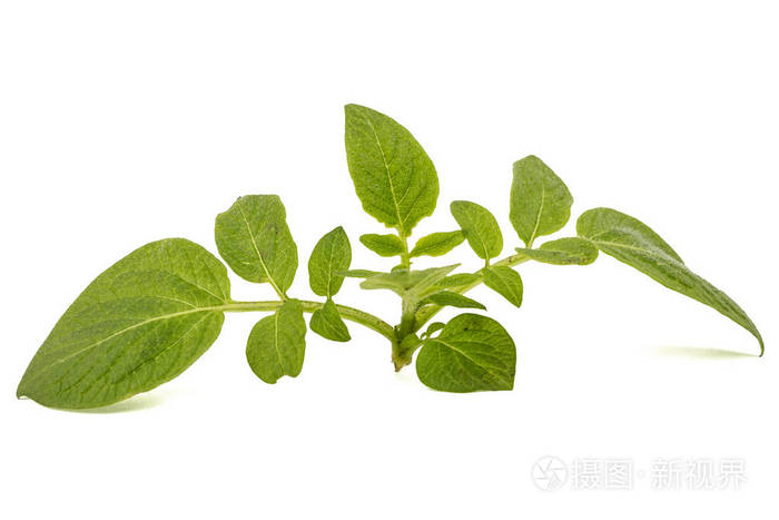 叶子的马铃薯, 孤立的白色背景