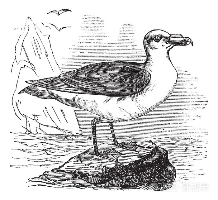 灰色海燕或棕色海燕或花梗或灰色剪切水或p