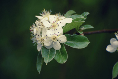 苹果树花