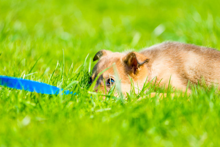 疲倦的小狗休息在茂盛的绿色草在草坪