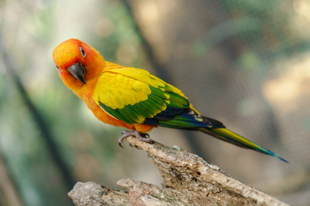 美丽多彩的太阳 conure 鹦鹉鸟在树枝上