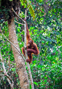 热带雨林中的猩猩