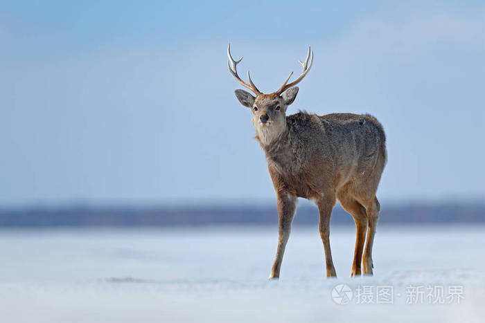 北海道梅花鹿 鹿日本yesoensis 在雪甸 冬山和森林的背景 动物与鹿角在自然栖息地 冬景 北海道 野生动物 自照片 正版商用图片03bqfb 摄图新视界