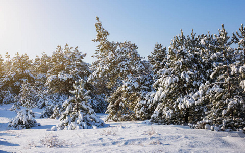 雄伟壮观的白色云杉，满身霜雪发光