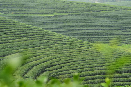 泰国北部的茶园景观