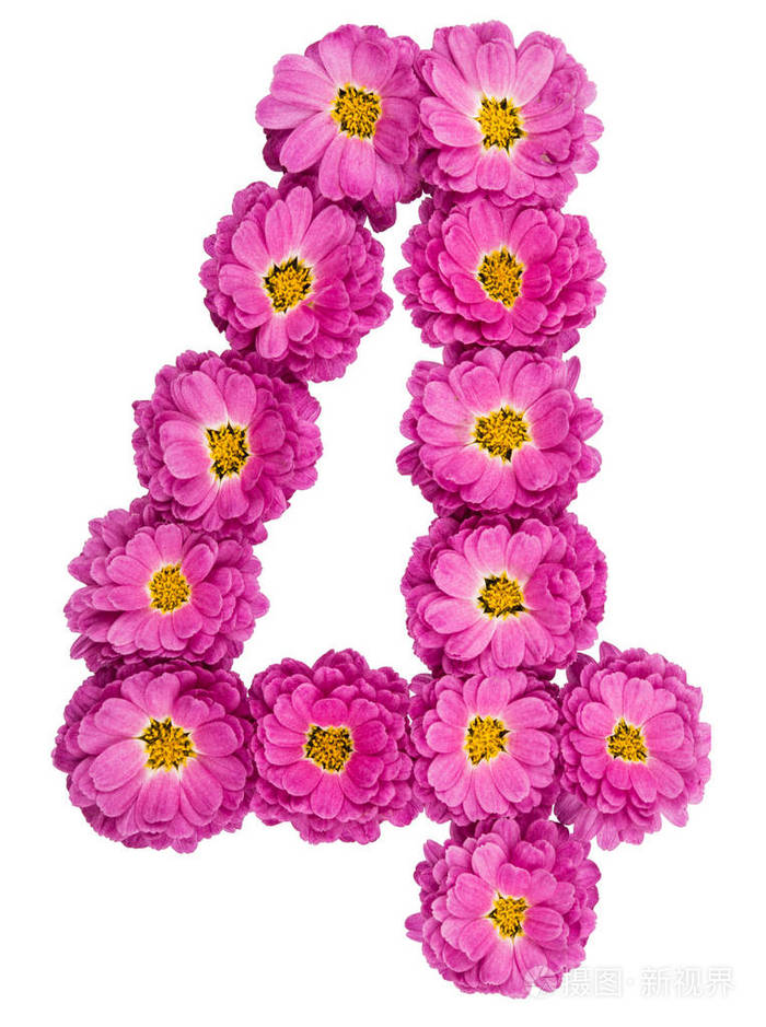 阿拉伯数字4四从菊花的花孤立