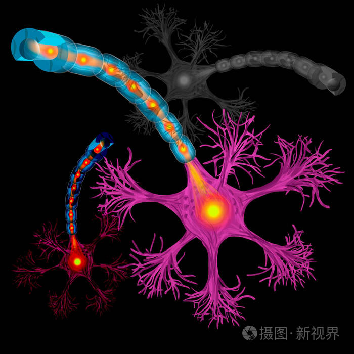 神经元,围绕轴突的神经细胞轴突和髓鞘物质详细解剖图