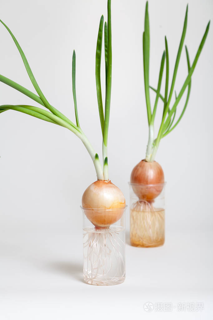 两洋葱绿茎在透明烧瓶中生长