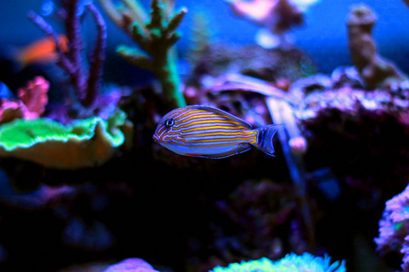 小丑汤Acanthurus Lineatus