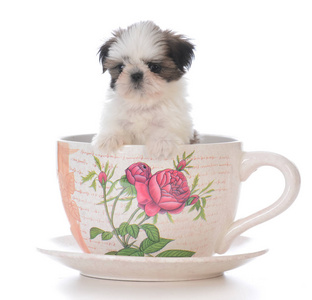 茶杯犬茶杯里可爱的西施小狗照片