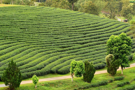 泰国北部的茶园景观