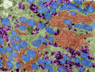 细胞器.假彩色透射电镜照片