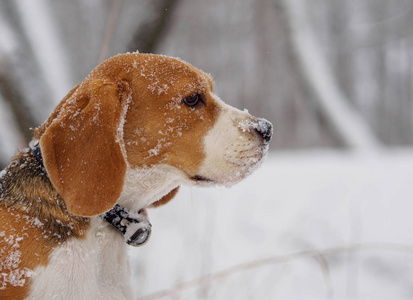小猎犬在冰雪森林中漫步