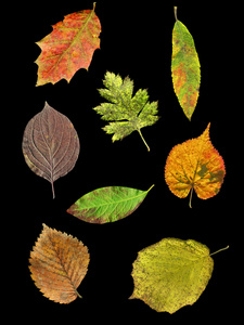 8 种秋季叶片