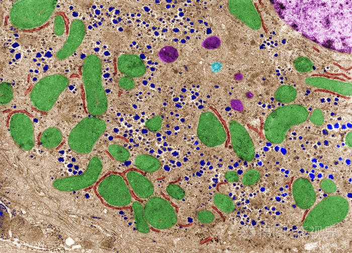 细胞质细胞器假彩色透射电镜