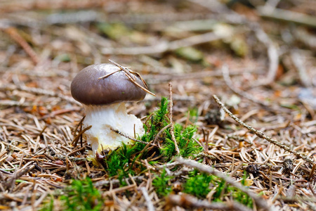 在森林里的棕色和白色蘑菇
