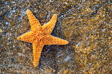 上海洋海岸海星