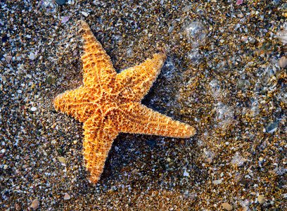 上海洋海岸海星