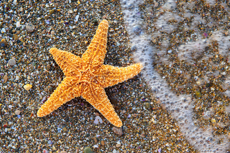 上海洋海岸海星