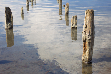 中水咸死海的老木支柱图片