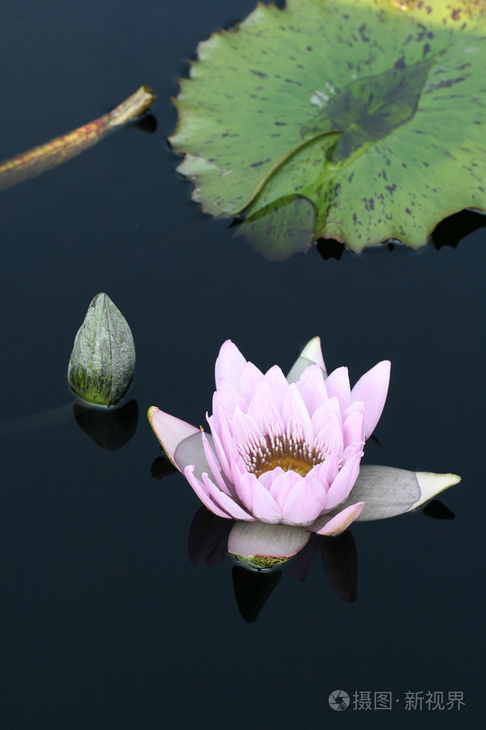 在一个池塘中的水百合