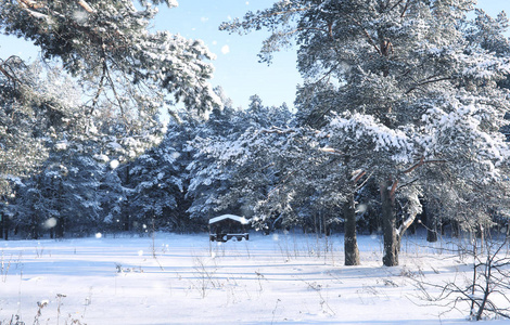 冬雪中的神奇松树林