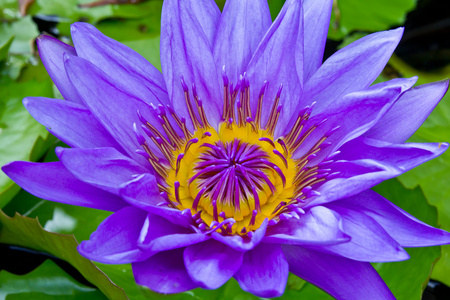 紫色睡莲的池塘