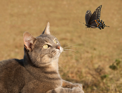 好奇地看着一只蝴蝶在飞行中的美丽小猫咪