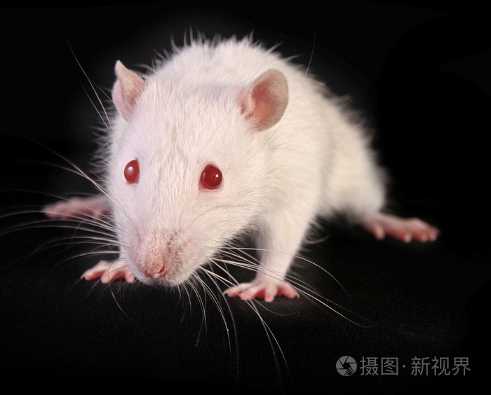 年轻的白老鼠构成在黑色背景上