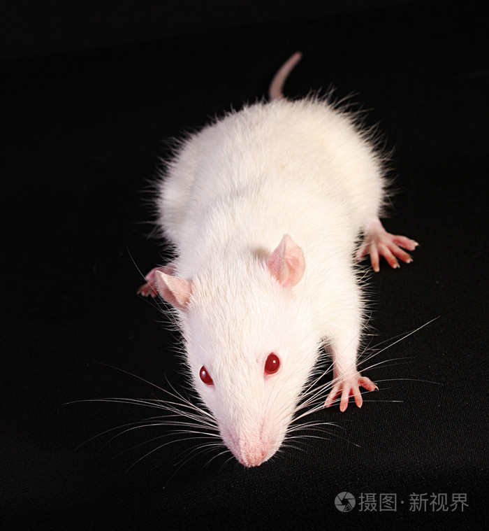 年轻的白老鼠在黑色背景上查找