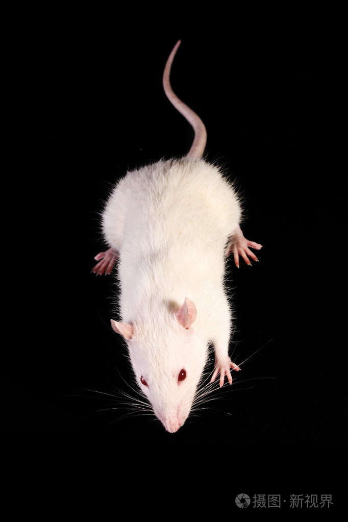 年轻的白老鼠在黑色背景上查找