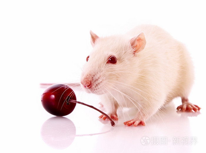 在白色背景构成的白老鼠