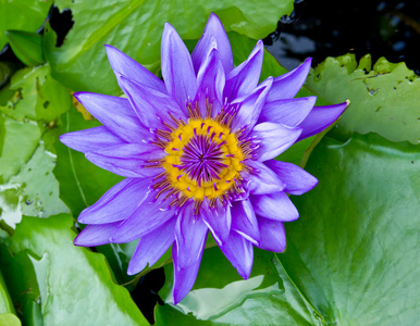 紫色睡莲的池塘