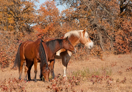 站在秋天牧场彼此接近的三匹马