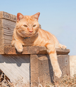 在木制的台阶上休息的可爱红虎斑猫