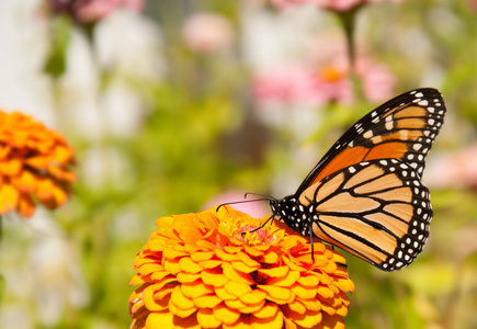 美丽 danaus plexippus，帝王蝶