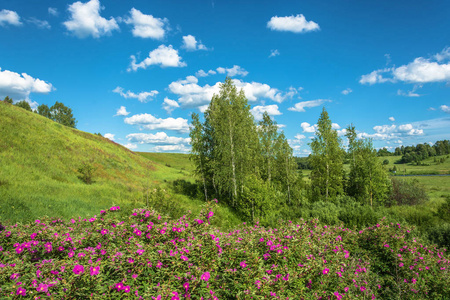 红色花朵的夏日风景