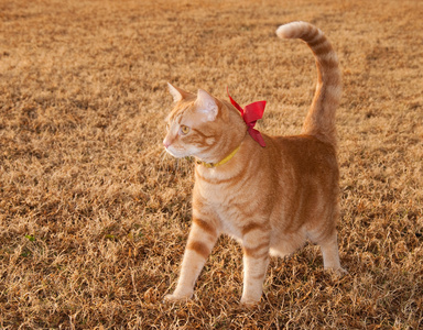 秋天的草地上美丽橙色虎斑小猫咪